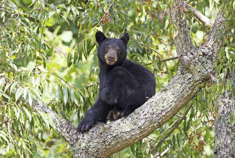 Bear in Tree horiz Cropped DPP07DD0A01170E38