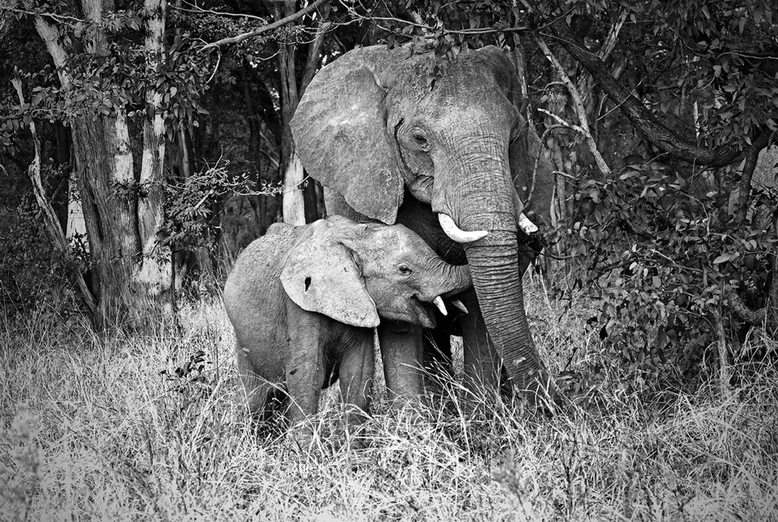 Elephant Mother And Calf Bandw Dpp07de050d110807