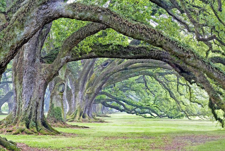 OakAlleyTrees